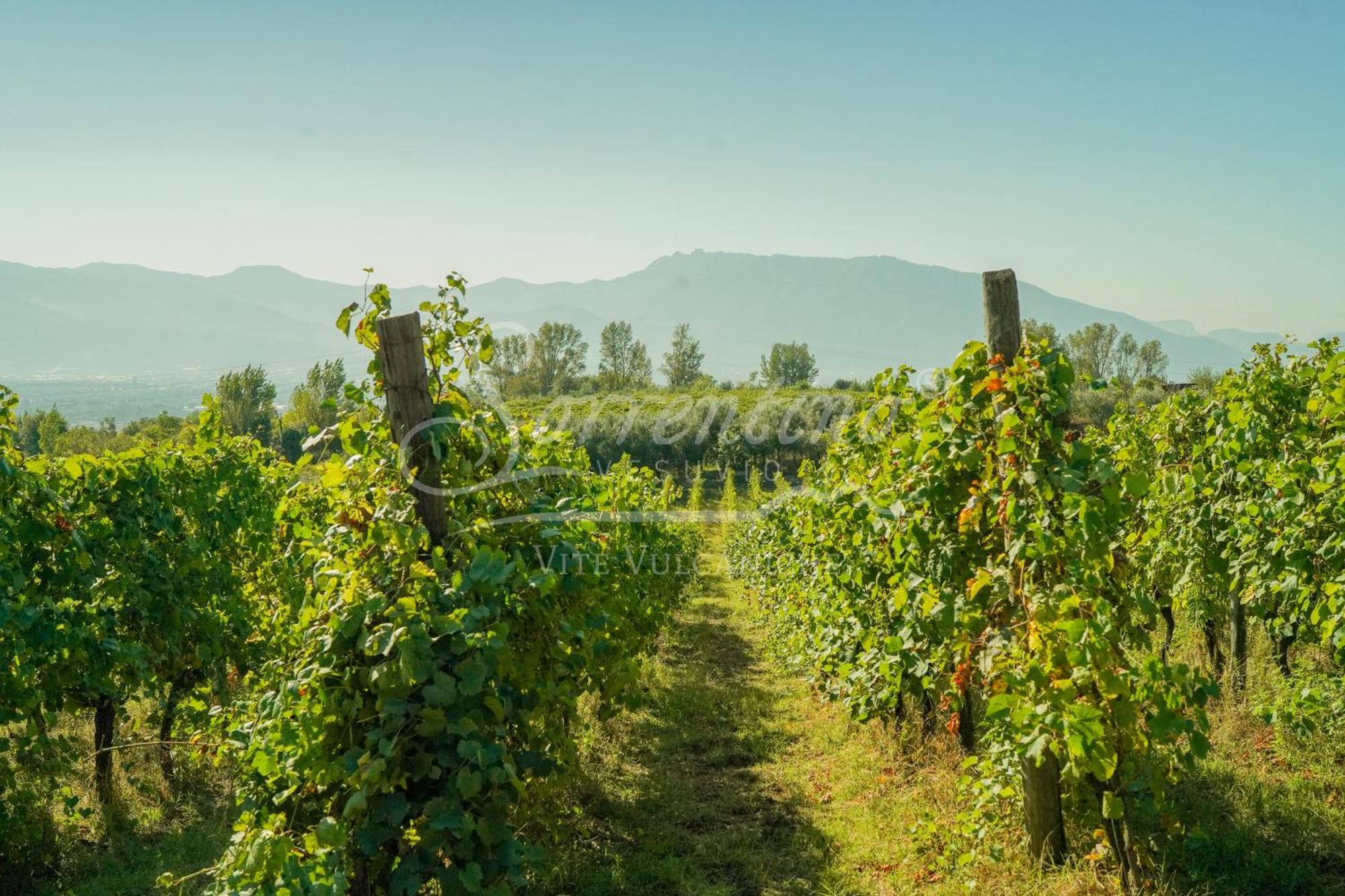 Vesuvio Inn Bed & Wine Experience Boscotrecase 외부 사진